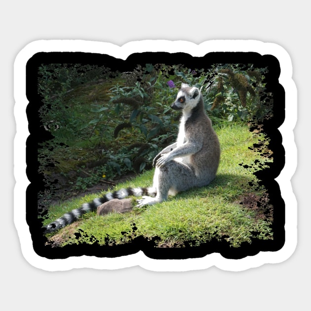 Lemur Sticker by Nicole Gath Photography